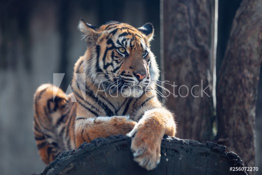 Picture of Sumatran tiger Panthera tigris sumatrae is a rare tiger subspecies that inhabits the Indonesian island of Sumatra